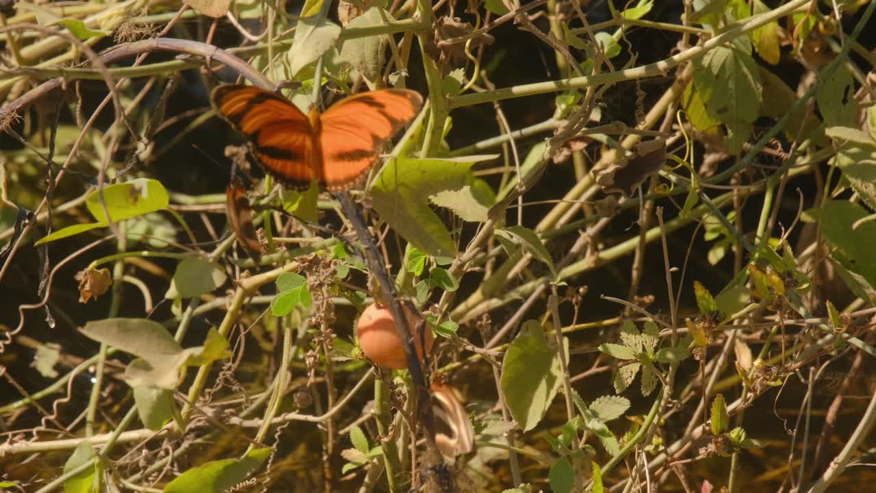grupo de mariposas naranjas, también conocidas como julia, dryas o mariposas de llama charco cerca del pantano, vuelan alrededor y revolotean de un lugar a otro mostrando colores