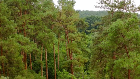 forest in summer. beautiful green pine trees on the fresh green landscape of woodland background. camera rising up.