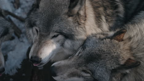 group of wolves licking each other showing affection - close up