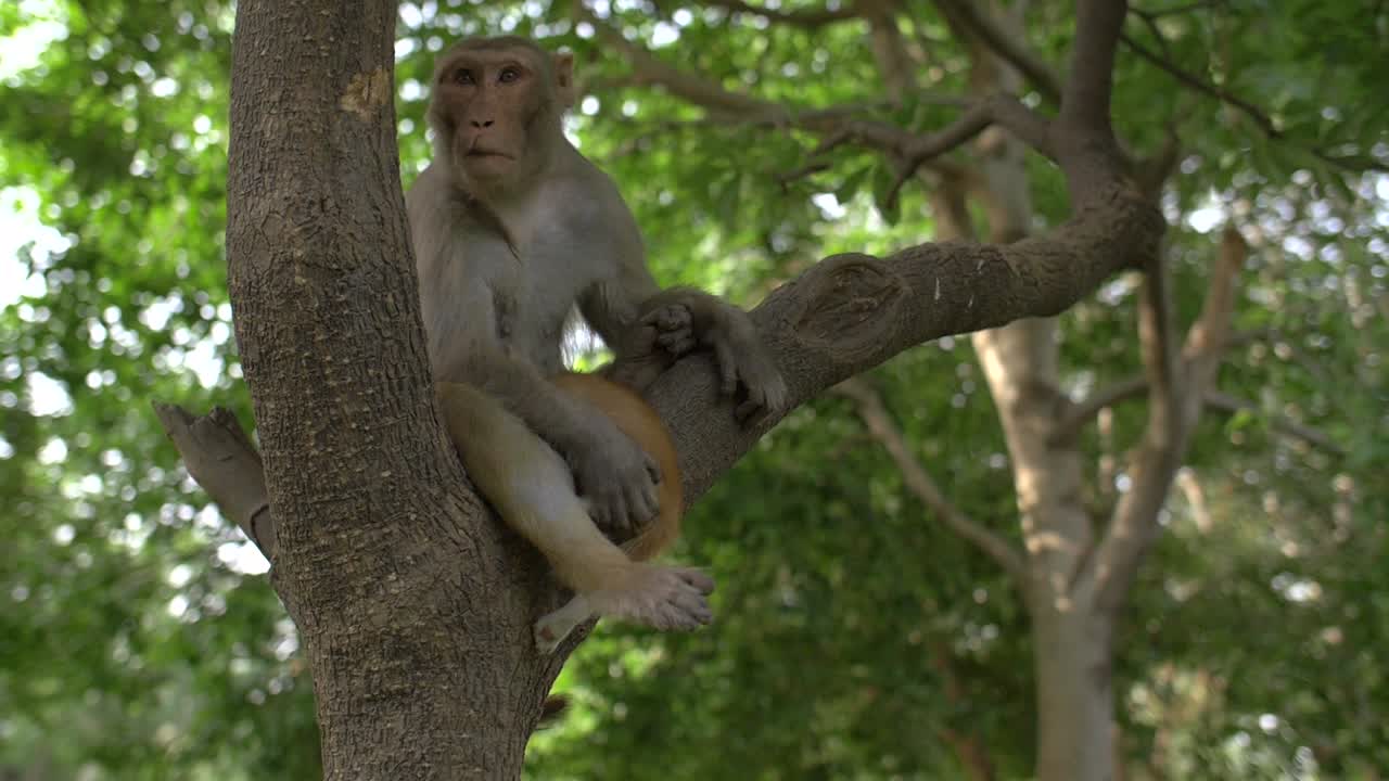 обезьяна сидит на дереве и держит кошку