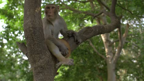 affe, der in einem baum sitzt und eine katze hält