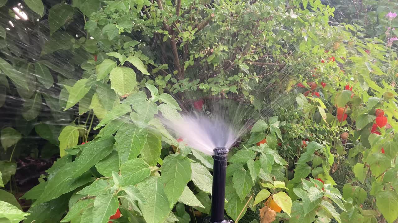 Close-up of an irrigation nozzle watering laurel, physalis, and other garden plants. Scene highlights garden care, watering system, and healthy plant growth