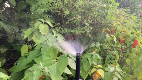 close-up of an irrigation nozzle watering laurel, physalis, and other garden plants. scene highlights garden care, watering system, and healthy plant growth