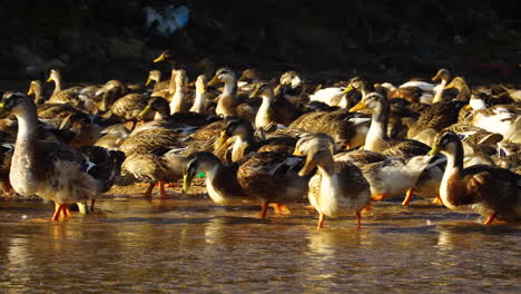 Close-up-shot-of-many-brown-and-white-ducks-taking-path-in-lake-during-golden-sunset-time