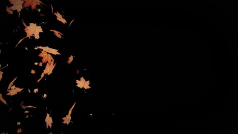 autumn leaves falling animation with transparent background