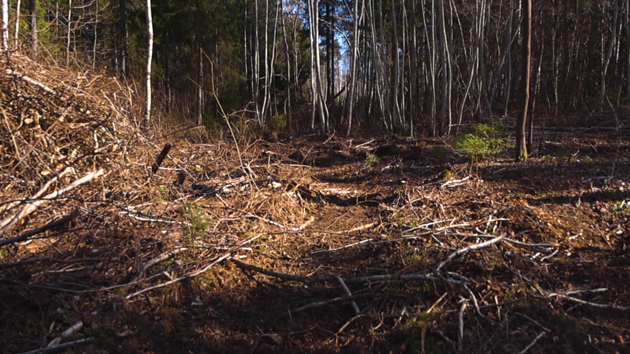 Piles of cut branches and bare ground in a logging area after deforestation, showing the environmental damage and ecological destruction from felling trees for the timber industry