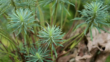 close-up of cypress spurge plant in nature