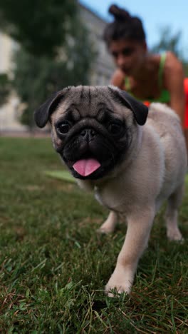 pug puppy playing in park with woman doing yoga