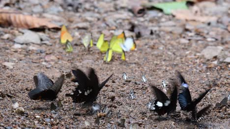 Butterflies-can-really-flap-their-wings-fast-as-they-feed-on-minerals-at-a-stream-in-Kaeng-Krachan-National-Park,-as-they-swarm-on-the-ground-feasting-on-minerals