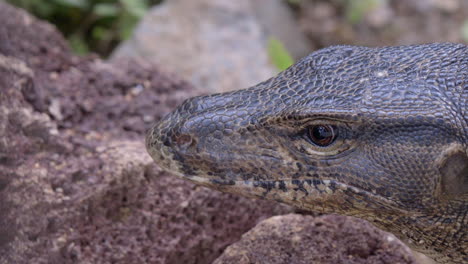 a malaysian water monitor lizard shifting it's sights on something else on the ground - close up