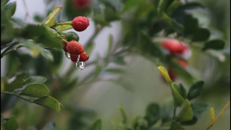 red berries with water droplets on a rainy day