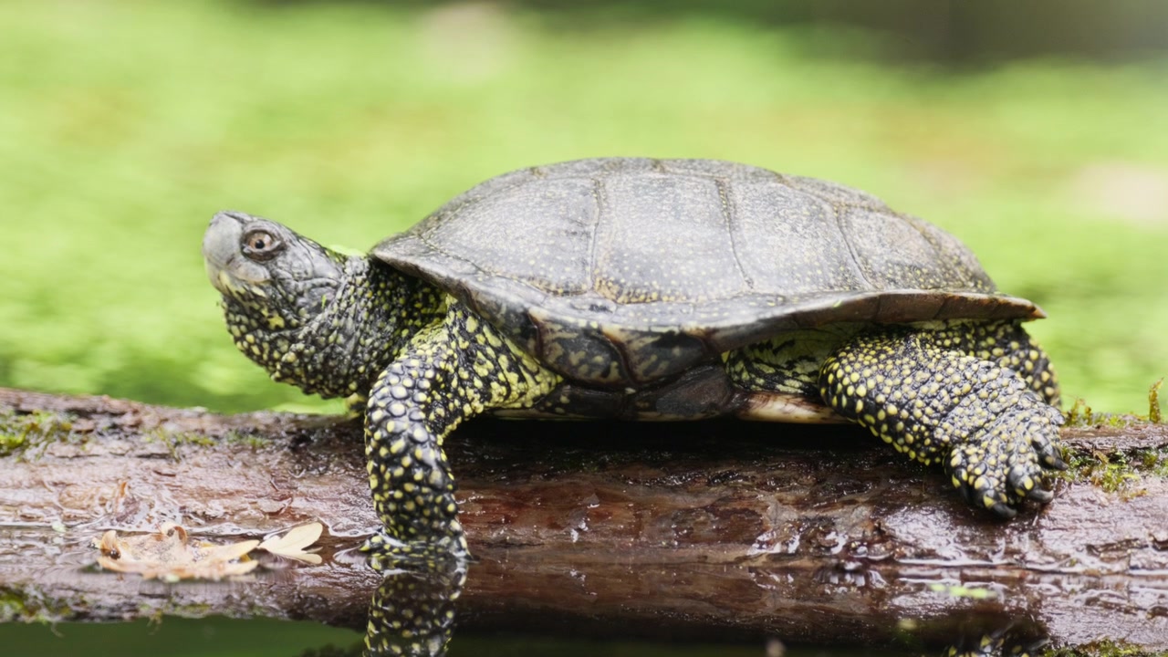 Close-up of a turtle basking on a wet log in a green, mossy pond. Its textured shell and speckled legs offer excellent wildlife and reptile footage for nature themes
