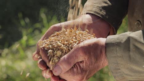 el agricultor inspecciona su cosecha con las manos sosteniendo semillas maduras de trigo.