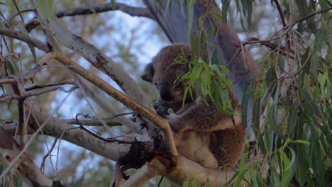 koala sentado y durmiendo en la rama de un árbol de eucalipto en queensland, australia