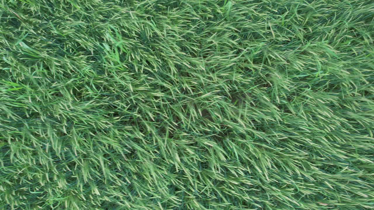 Piante coltivate verde intenso che formano una trama uniforme di texture agricola, che mostra una crescita sana della vegetazione, una superficie agricola e uno sfondo naturale per concetti di ecologia e agricoltura, scatto dall'alto verso il basso