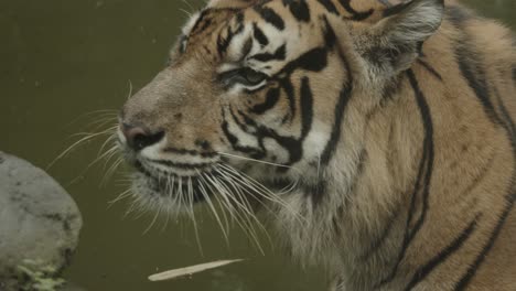 Big adult Tiger yawning, tired