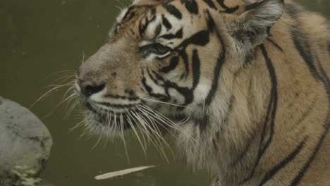 big adult tiger yawning, tired