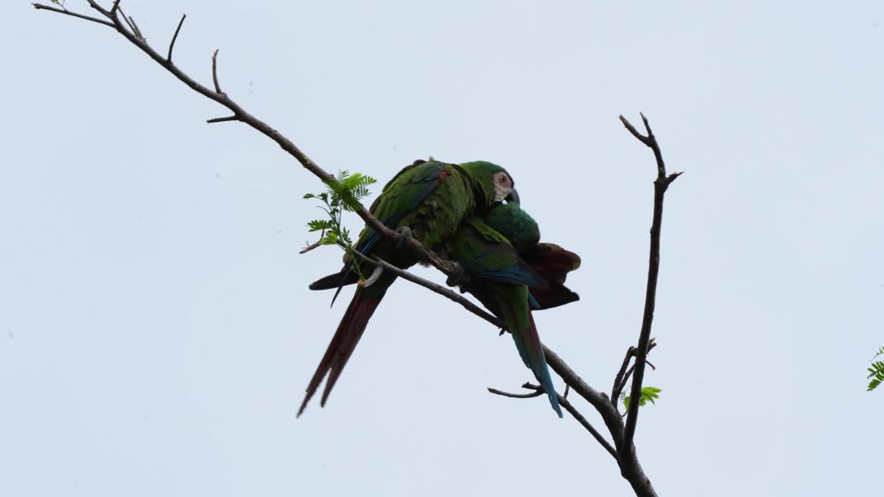 Footage of two Chestnut-fronted Macaws Ara severus perched on a branch in Colombia grooming each other showing colorful tropical parrot behavior and exotic wildlife