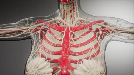 Transparent-Human-Body-with-Visible-Bones