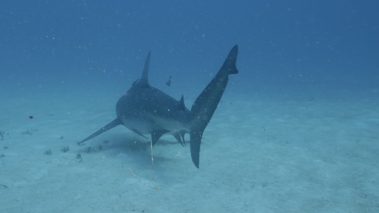 Underwater footage of a shark cruising over sandy ocean floor in clear tropical water