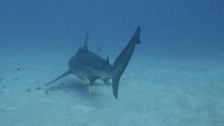 Underwater footage of a shark cruising over sandy ocean floor in clear tropical water