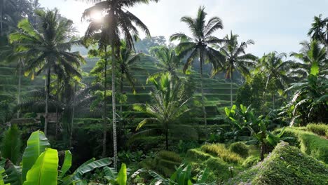 palm trees in front of a rice field in bali - tegallalang rice terrace