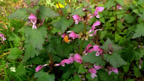 Abejorro-Recolectando-Néctar-De-Flores-Silvestres-En-Un-Parque-Público