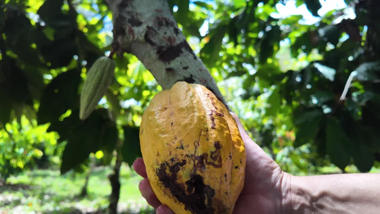 Woman farmer holds ripe cacao pod before cutting it from the cacao tree