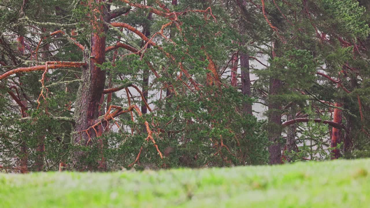 숲의 아침 비의 배경은 빛, 줄기 나무 가지 및 물방울입니다.