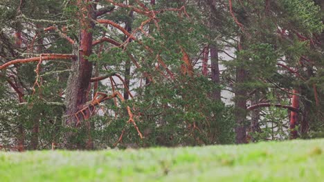 naturaleza de la lluvia matutina en el bosque con rayos de sol, ramas de árboles troncos y gotas de agua