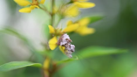 Seen-under-a-petal-looking-at-the-camera-while-moving-its-antennae,-some-wind-moves-the-plant,-Mantis,-Ceratomantis-saussurii,-Thailand