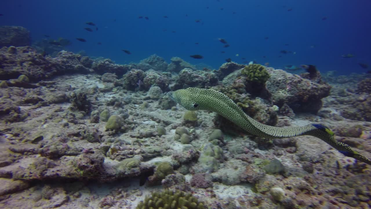медовый гребневик мурена плавает над коралловым рифом на мальдивах