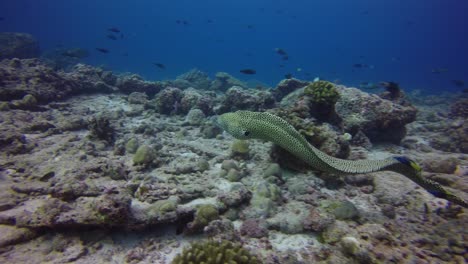 honey comb moray eel swimming over a coral reef in the maldives