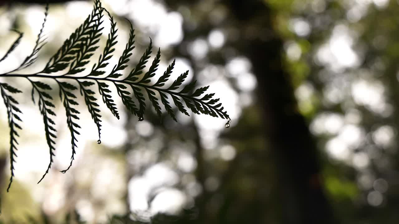 gota de lluvia en una hoja de helecho en un entorno forestal