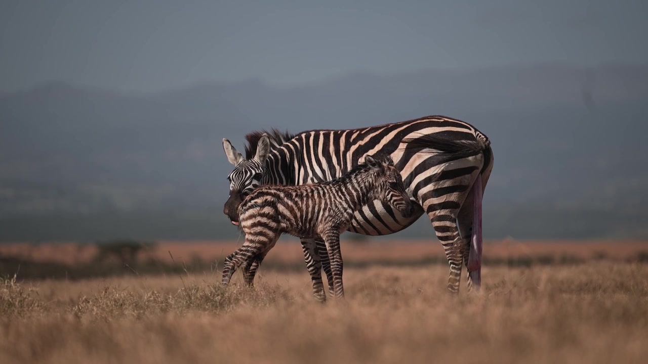 Cuccioli di animali in Africa durante un safari africano, cucciolo di zebra appena nato nella stagione dei parti con la madre che se ne prende cura dopo il parto, momento e avvistamento incredibile della fauna selvatica