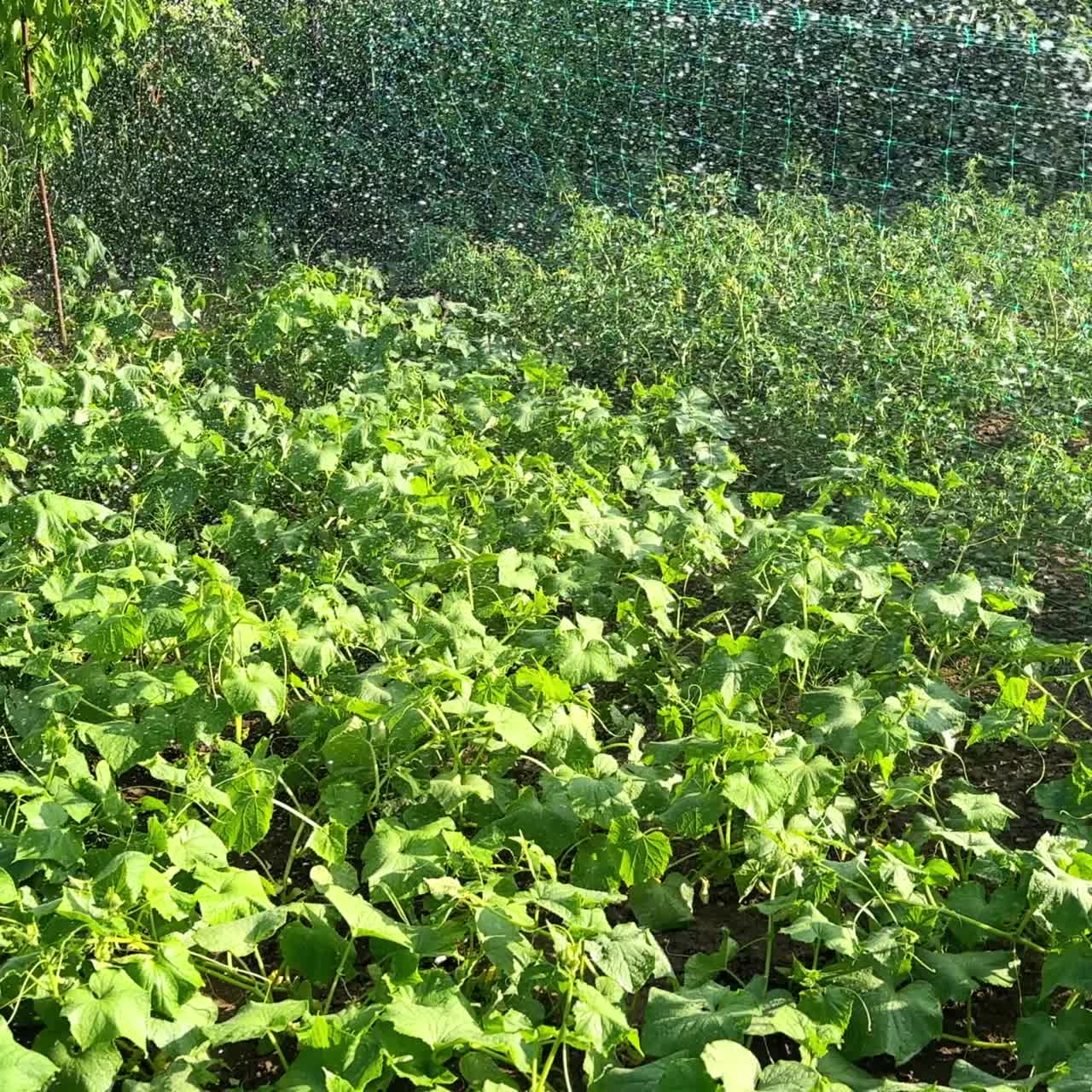 Orchard with plants is watered from the hose. Unrecognized farmer taking care of vegetable garden beds