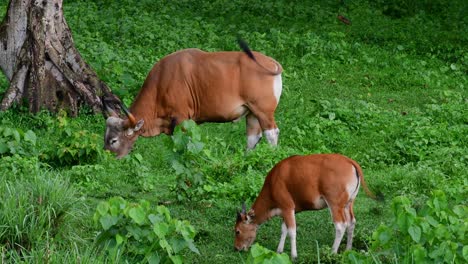 The-Banteng-or-Tembadau,-is-a-wild-cattle-found-in-the-Southeast-Asia-and-extinct-to-some-countries