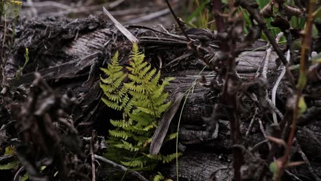 lush green ferns grow amongst black river debris