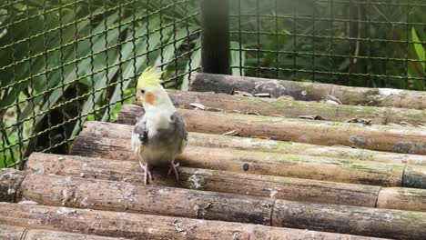 parakeet in a bamboo cage