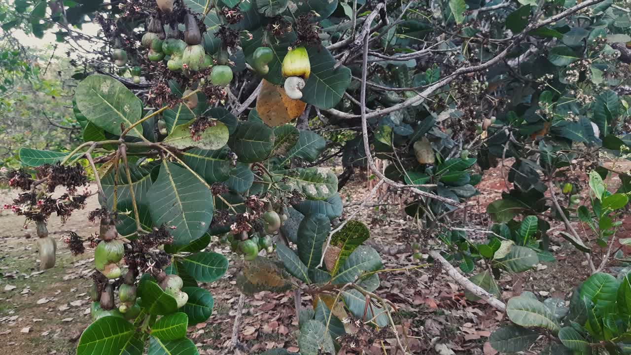 nueces de anacardo con cáscara, manzana de anacardo que crece en el árbol