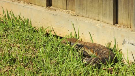 El-Lagarto-De-Lengua-Azul-Dormido-Se-Despierta-Junto-A-Una-Valla-De-Piedra-En-El-Jardín