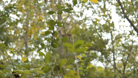 en esta toma inclinada hacia arriba de los intrincados detalles de las hojas y ramas de los árboles en el bosque indio