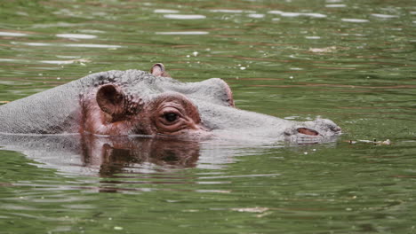 head of common hippo submerged in river at seoul zoo, south korea