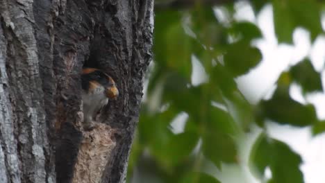 El-Falconet-De-Muslo-Negro-Es-Una-De-Las-Aves-Rapaces-Más-Pequeñas-Que-Se-Encuentran-En-Los-Bosques-De-Algunos-Países-De-Asia