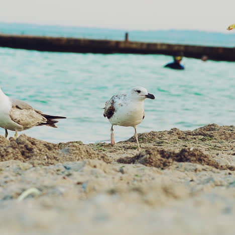 a flock of seagulls walk on the sea coast. birds on a sandy beach is looking for food.