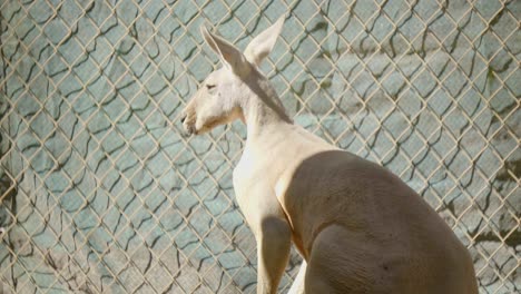 primer plano del canguro rojo en el zoológico, dentro del área vallada, iluminado por la luz del sol.