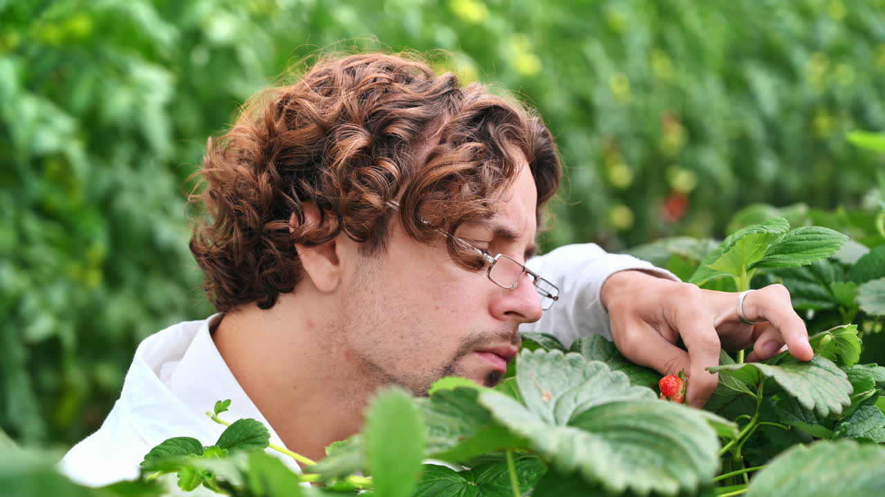 Laboratory technician in white coat analysing wild strawberry grown with the Hydroponic method in a greenhouse