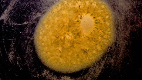 cell-like globules of lycopodium spores coalesce, expand, radiate and evolve their form under the influence of cymatic vibration