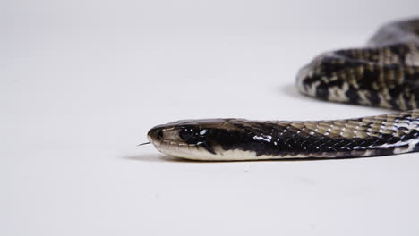 False-water-cobra-body-on-white-background