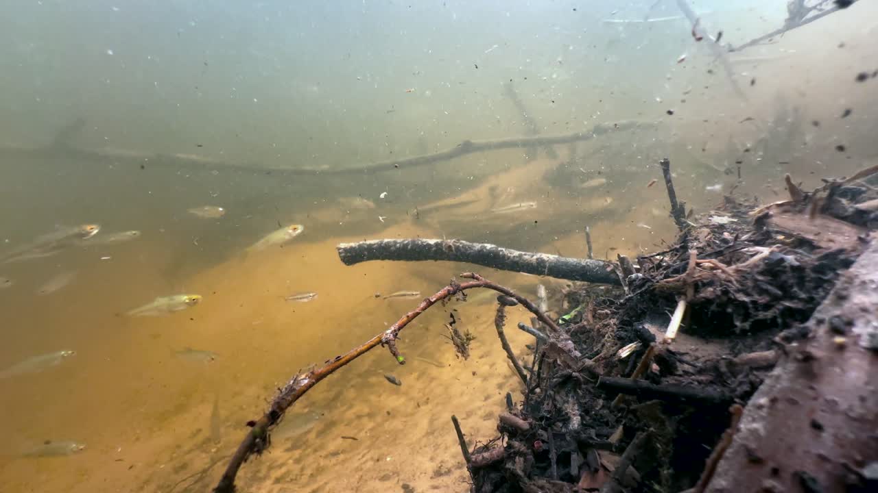 Common bleaks (Alburnus alburnus) in a shallow, muddy stream. Estonia
